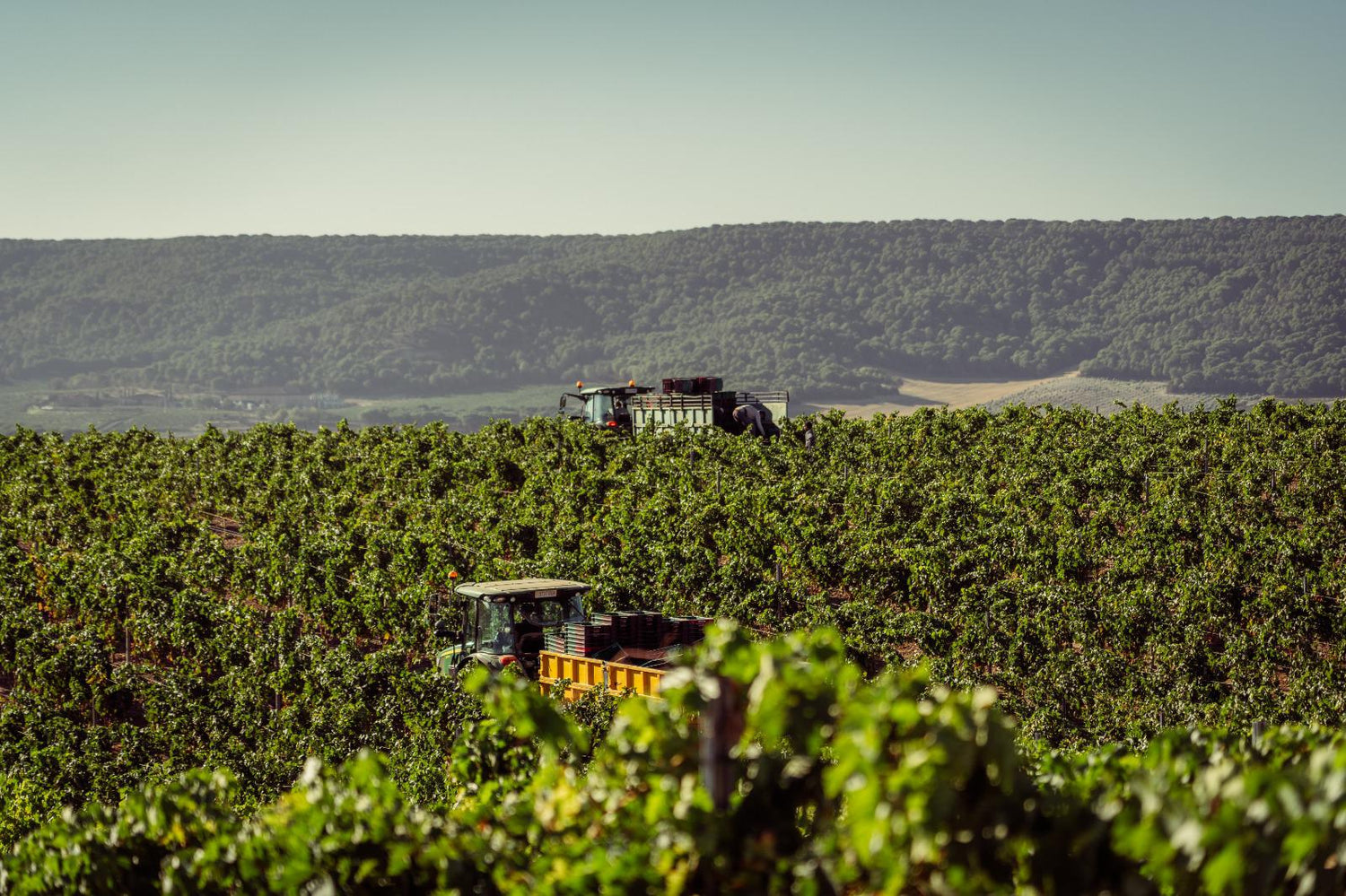 Argentinean Wine